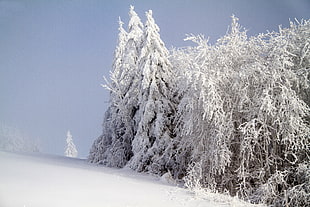 pine trees covered with snows