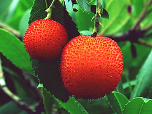 two round red fruits