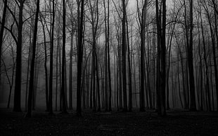 grayscale forest tree bark, forest, mist, spooky, nature HD wallpaper