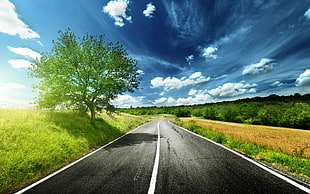 gray asphalt road beside green leaves tree during day time