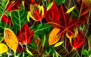 red, yellow, ad green leaves