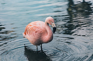 pink flamingo, Flamingo, Bird, Water