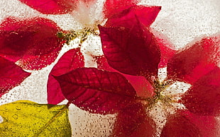 red and green leaves on clear glass