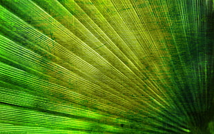 Lines,  Surface,  Texture,  Green
