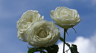 three white Rose flowers with blue background