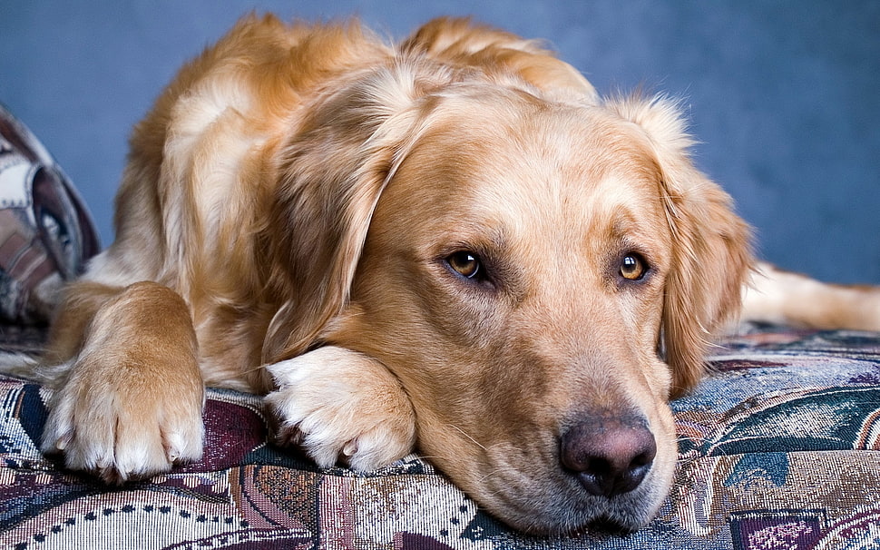 adult light Golden Retriever HD wallpaper