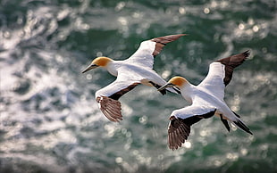 two white-and-brown booby birds, nature