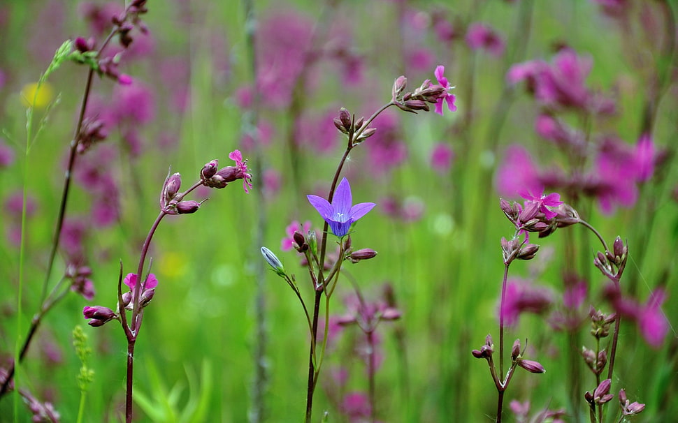 shallow photography of purple flowers, flowers, plants, spring, nature HD wallpaper