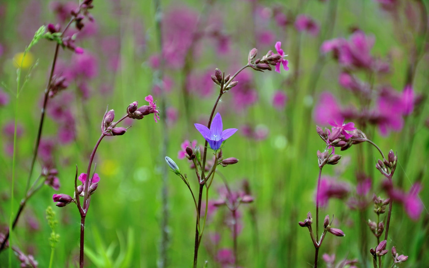 shallow photography of purple flowers, flowers, plants, spring, nature