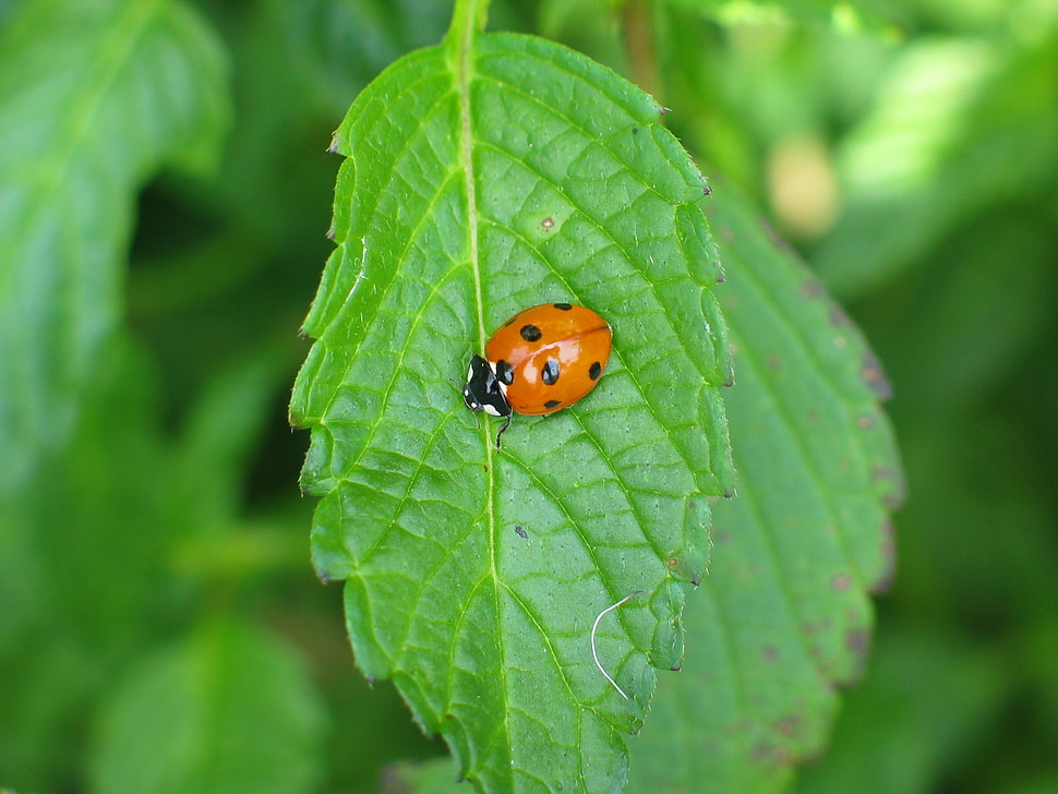 brown and black ladybug HD wallpaper