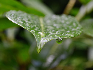 water dew on top of green ovate leaf