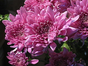 pink Chrysanthemum flowers close up photo