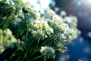 selective photography of green-and-white petaled flowers during daytime HD wallpaper