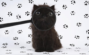 photo of black cat