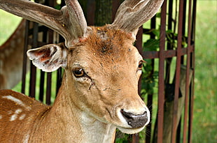 brown reindeer