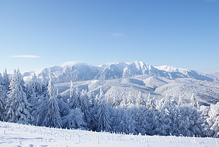 snow covered mountain, mountains, forest, trees