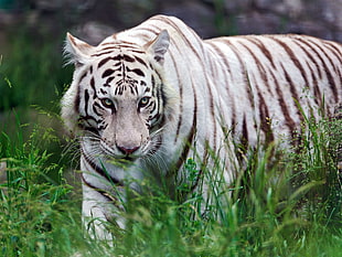 albino tiger