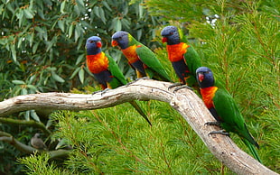 four rainbow parakeets, animals, nature, parrot, birds
