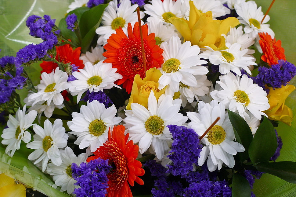 assorted colored petaled flower cluster photo HD wallpaper