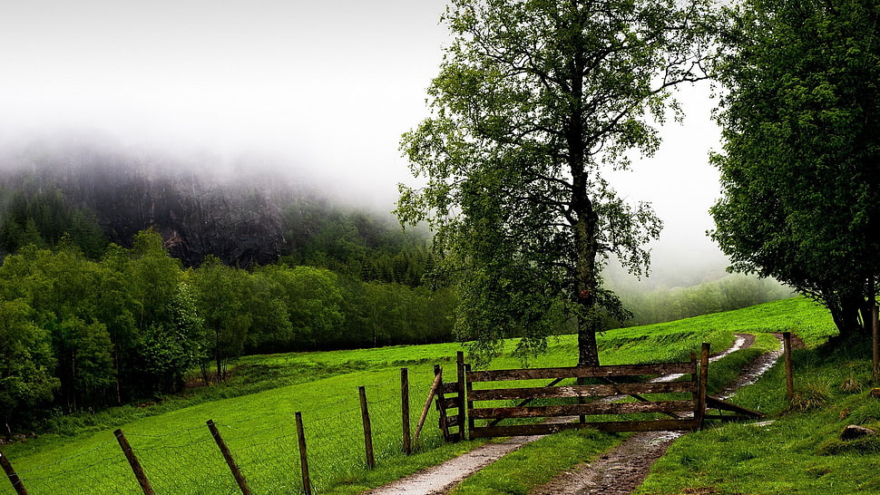 green leafed trees and green grass field, field HD wallpaper