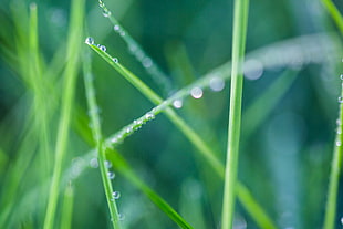 morning dew on grass HD wallpaper