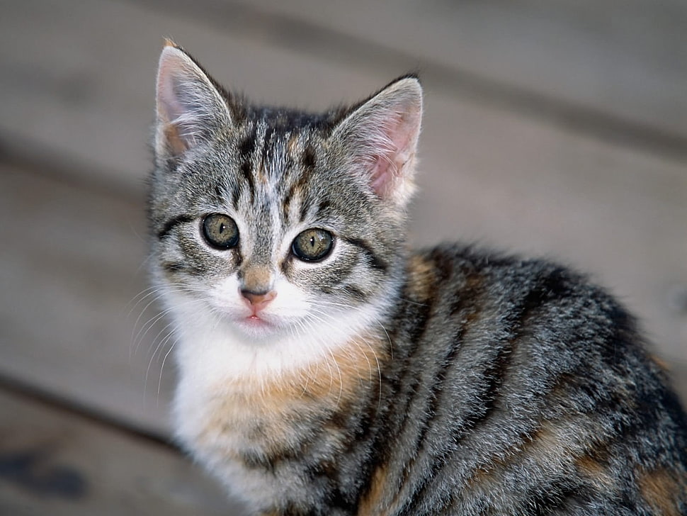 brown tabby kitten HD wallpaper