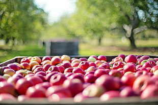 red apple lot HD wallpaper