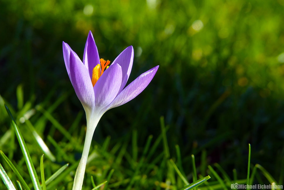 purple crocus flower HD wallpaper