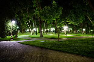 green leafed tree lot, nature, night, long exposure, park HD wallpaper