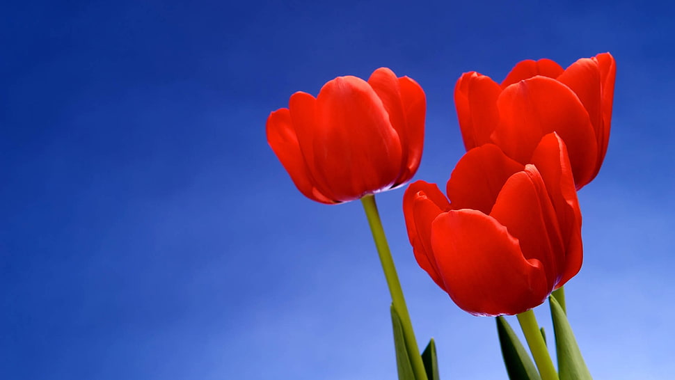 three red tulips HD wallpaper