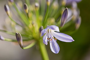selective focus photography of purple Lily of the Nile
