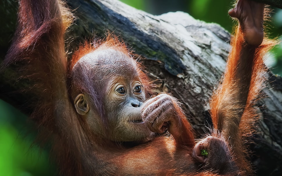 baby' orangutan hanging on tree during daytime HD wallpaper