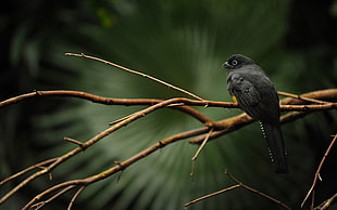 black short-beak bird, birds, animals, depth of field HD wallpaper