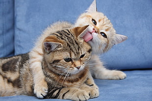 brown and black kitten liked in head by beige and white kitten