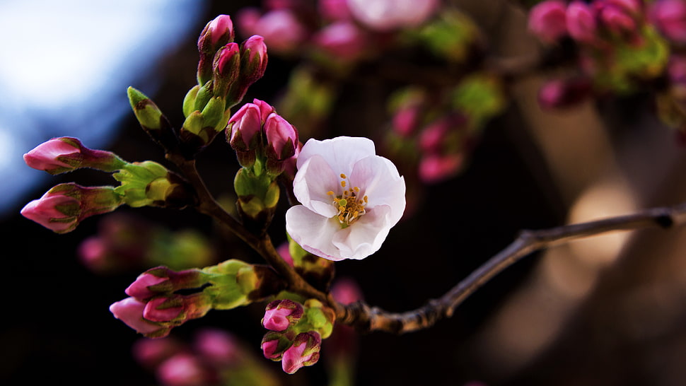 pink Cherry Blossoms in bloom at daytime HD wallpaper