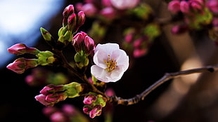 pink Cherry Blossoms in bloom at daytime HD wallpaper