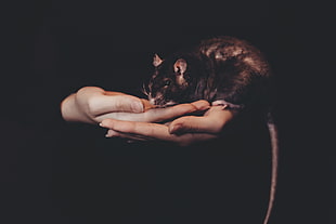 black rat, Rat, Hands, Pet