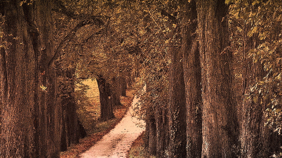 brown trees, trees, nature HD wallpaper