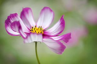 micro photography of pink-and-white petaled flower