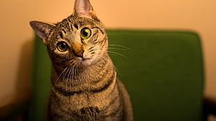 brown tabby cat, cat HD wallpaper
