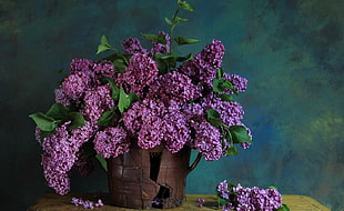 pink petaled flowers on brown plant pot