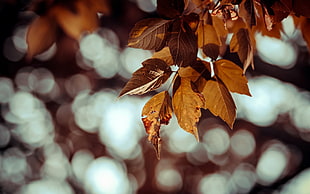 shallow focus photography on brown leaves