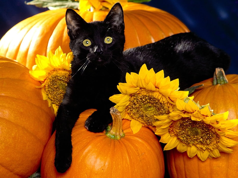 black cat on sunflowers and pumpkins HD wallpaper