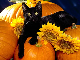 black cat on sunflowers and pumpkins