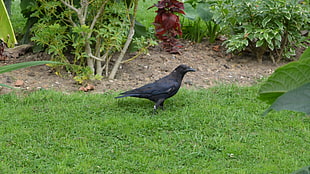 black raven, green, grass, crow, birds HD wallpaper