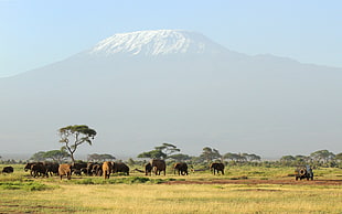 herd of cow on mount of Kilimanjaro HD wallpaper