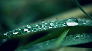 selective focus photography of water dews on green leaf