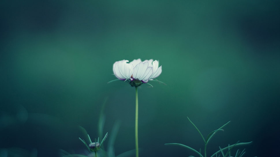 white flower in close-up photography HD wallpaper