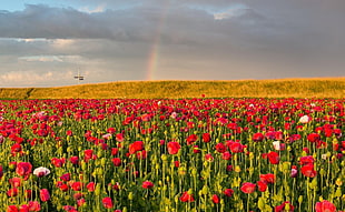 red rose field blooms at daytime HD wallpaper