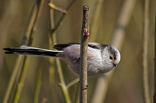 focus photography of bird perching on the twig